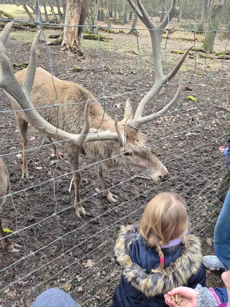Kind beobachtet einen Hirsch im Wildpark