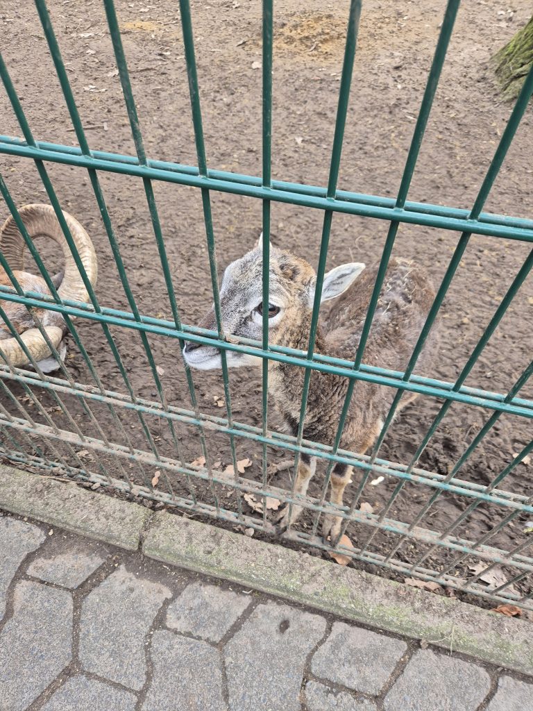 Wildpark Mainz-Gonsenheim